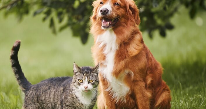 Mielec:  Bezpłatne zabiegi kastracji i sterylizacji