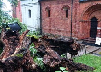 Sandomierz: Zawaliła się jedna z lip świętego Jacka. Kapliczka ocalała.