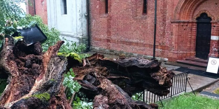 Sandomierz: Zawaliła się jedna z lip świętego Jacka. Kapliczka ocalała.