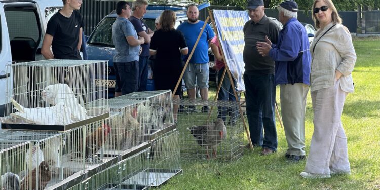Sandomierz: „Mokoszyńska majówka” ściągnęła tłumy gości.