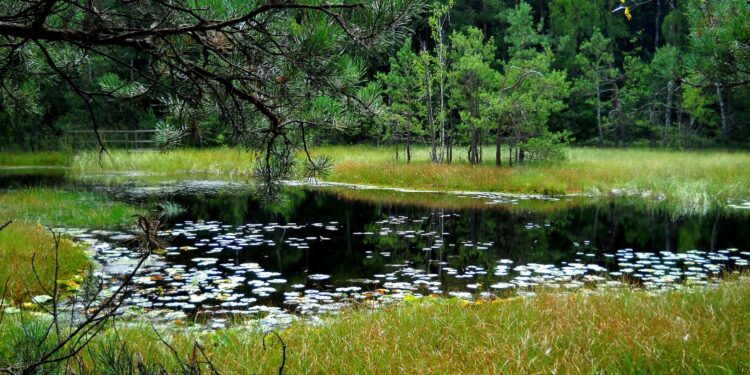 Mielec: Bliżej flory i fauny…