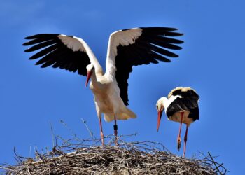 Dzień Bociana Białego. Rozmowa z przyrodnikiem Januszem Wepsięciem