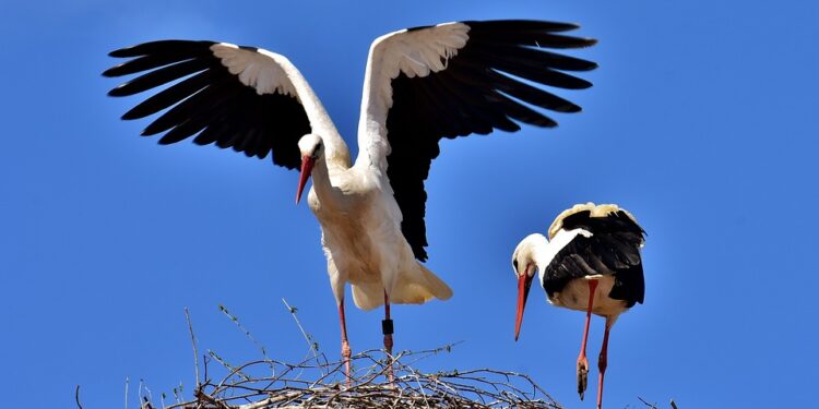 Dzień Bociana Białego. Rozmowa z przyrodnikiem Januszem Wepsięciem