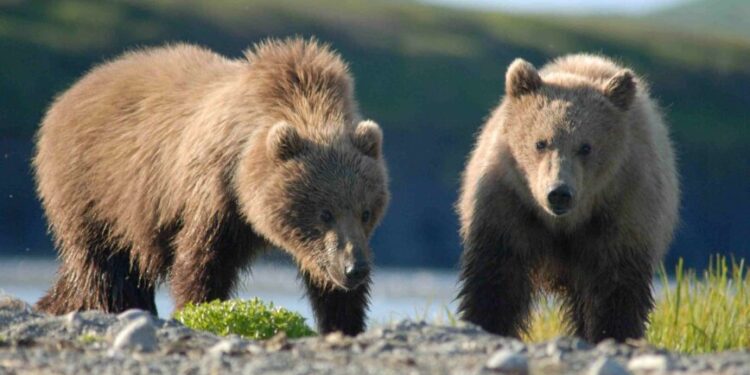 Mielec: Uwaga na niedźwiedzie
