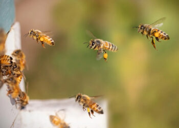 Tarnobrzeg: Niezastąpione w naszym ekosystemie – pszczoły