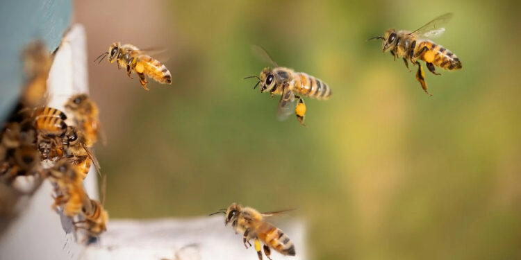Tarnobrzeg: Niezastąpione w naszym ekosystemie – pszczoły