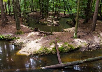 Mielec: W planach szlak pieszy wokół rezerwatu….