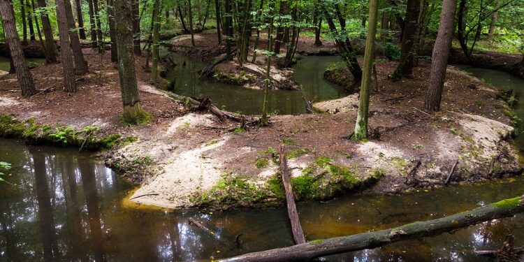 Mielec: W planach szlak pieszy wokół rezerwatu….