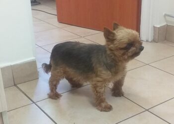 Tarnobrzeg: Poszukiwany właściciel małego psa