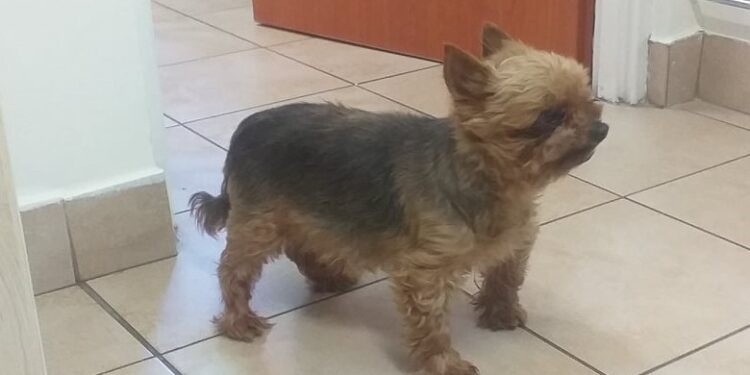 Tarnobrzeg: Poszukiwany właściciel małego psa