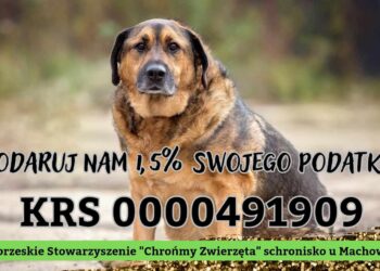 Tarnobrzeg: rośnie liczba porzucanych psów.