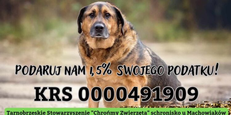 Tarnobrzeg: rośnie liczba porzucanych psów.