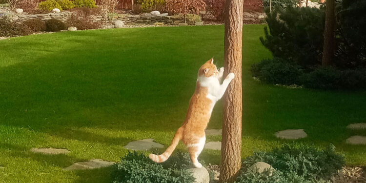 Stalowa Wola: Sprzedawał ogródek działkowy należący do babci