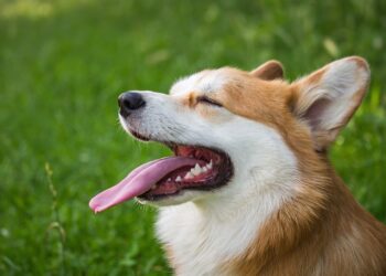 Tarnobrzeg: W upał zatroszcz się o swojego pupila