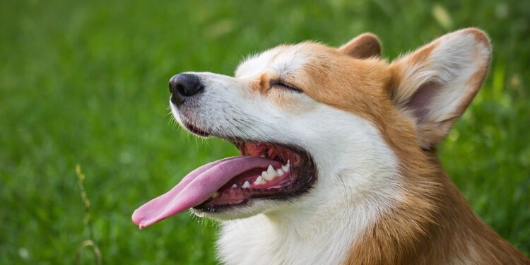 Tarnobrzeg: W upał zatroszcz się o swojego pupila