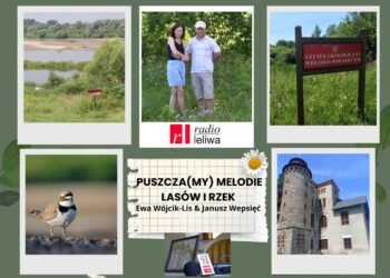 Tarnobrzeg: Mały obszar o ogromnej wartości przyrodniczej. Wiślisko pod kopcem