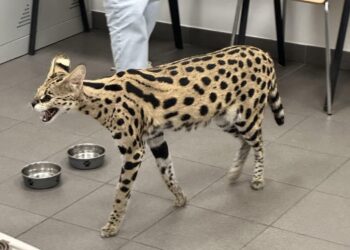 Region: KAS wykryła żywego serwala sawannowego