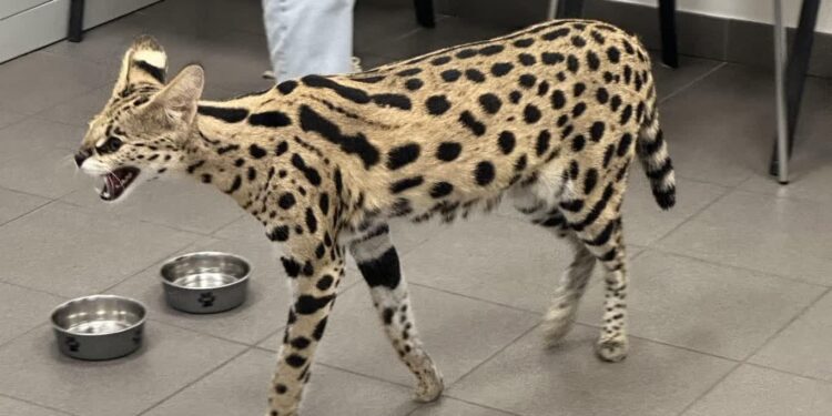 Region: KAS wykryła żywego serwala sawannowego