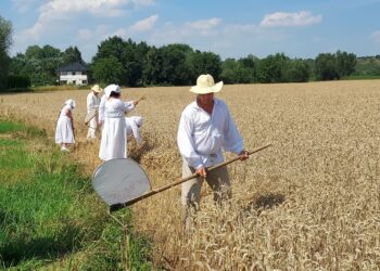 Sandomierz: W sobotę „Staropolskie żniwa w Nadbrzeziu” – pokaz obrzędowy.
