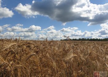 Tarnobrzeg: Małe Bieszczady koło Tarnobrzega – Zwałka