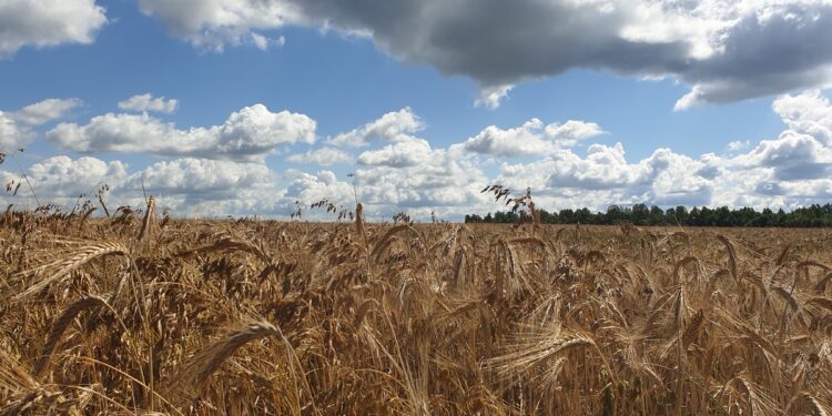 Tarnobrzeg: Małe Bieszczady koło Tarnobrzega – Zwałka