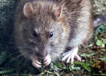 Mielec: Przedszkole zamknięte z powodu..szczurów