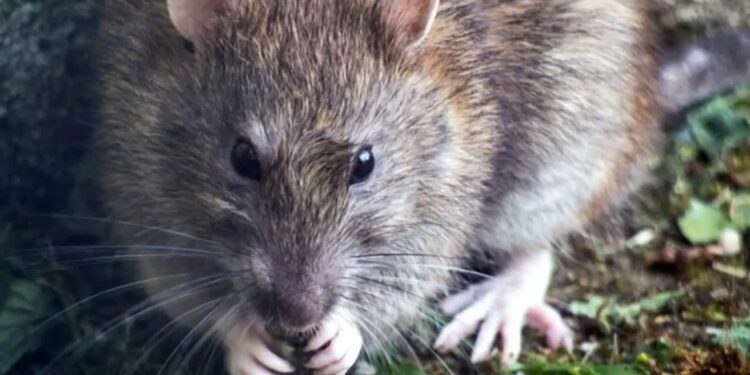 Mielec: Przedszkole zamknięte z powodu..szczurów