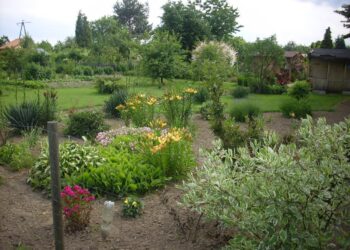 Sandomierz: Sandomierscy działkowcy marzą o komunikacji, parkingach i wodzie.