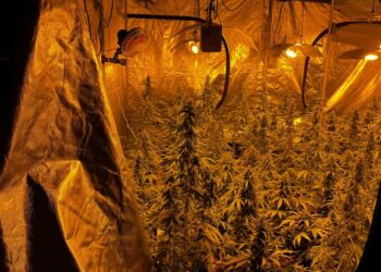 Mielec: Zlikwidowali nielegalną plantację konopi