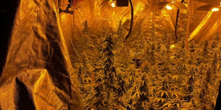 Mielec: Zlikwidowali nielegalną plantację konopi