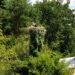 Tarnobrzeg: Populacja bocianów stabilna. Chronione ptaki już policzone