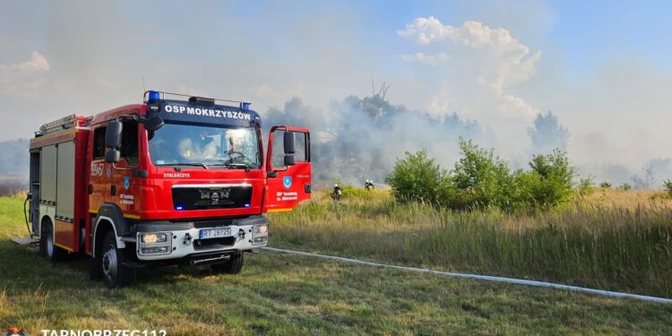 Tarnobrzeg: Stażacy walczyli z pożarem nieużytków
