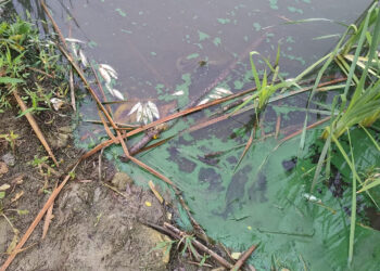 Stalowa Wola: Śnięte ryby na Oczku. Strażacy walczyli z przyduchą