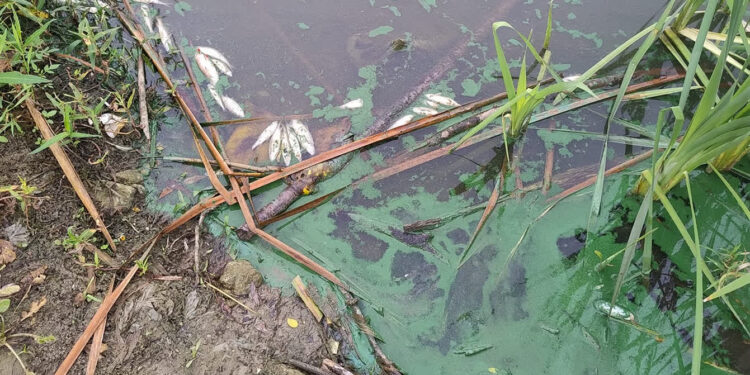 Stalowa Wola: Śnięte ryby na Oczku. Strażacy walczyli z przyduchą