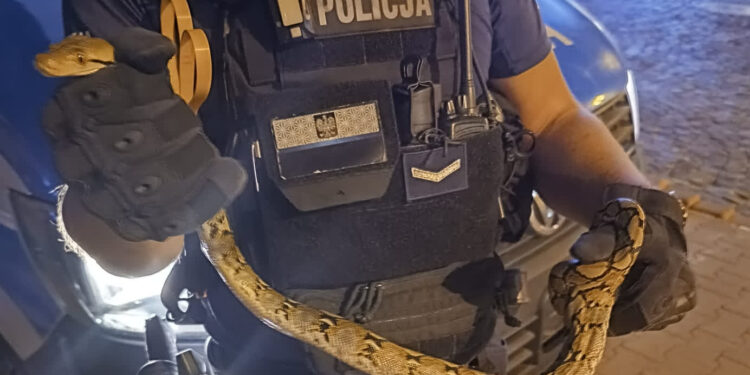 Stalowa Wola: Pyton królewski odnaleziony