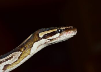 Metrowy pyton poszukiwany