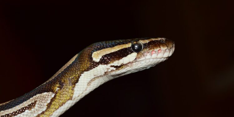 Metrowy pyton poszukiwany