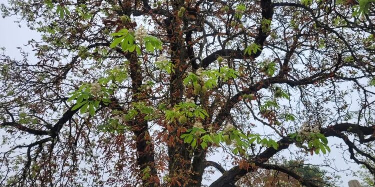 Sandomierz: Zakwitły kasztanowce