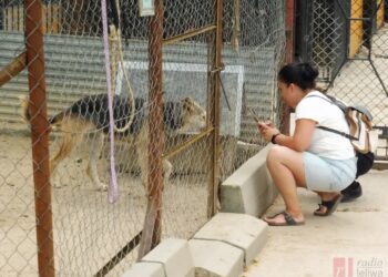 Tarnobrzeg. Schronisko dla zwierząt będzie mieć nowe kojce dla psów