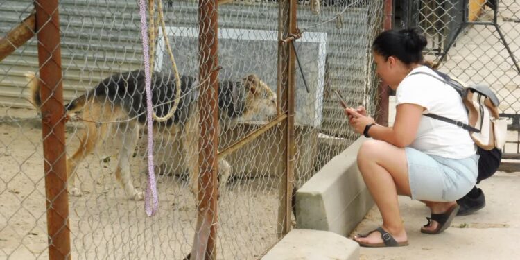 Tarnobrzeg. Schronisko dla zwierząt będzie mieć nowe kojce dla psów