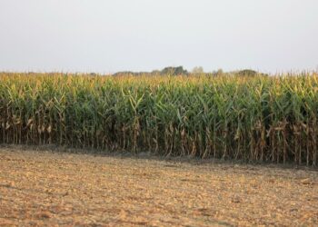 Klimontów: 9-latek zgubił się w polu kukurydzy