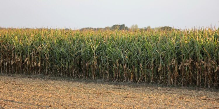 Klimontów: 9-latek zgubił się w polu kukurydzy