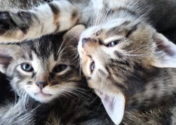 Gorzyce: Dozór Policji dla  82-latka za zabicie zwierzęcia