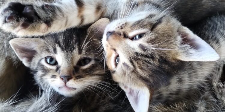 Gorzyce: Dozór Policji dla  82-latka za zabicie zwierzęcia