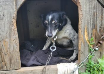 Tarnobrzeg. Złóż podpis pod projektem nowelizacji ustawy o ochronie zwierząt