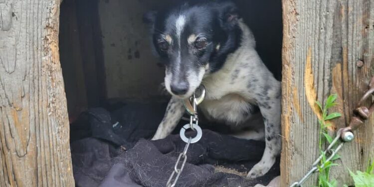 Tarnobrzeg. Złóż podpis pod projektem nowelizacji ustawy o ochronie zwierząt