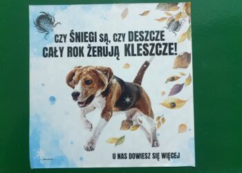 Tarnobrzeg: Plaga kleszczy