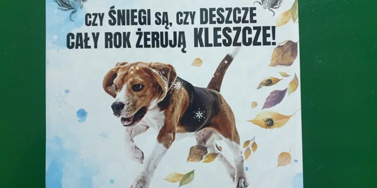Tarnobrzeg: Plaga kleszczy