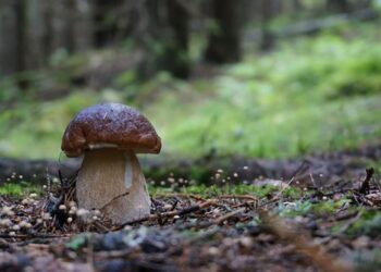 Klimontów: Zaginiony grzybiarz odnaleziony