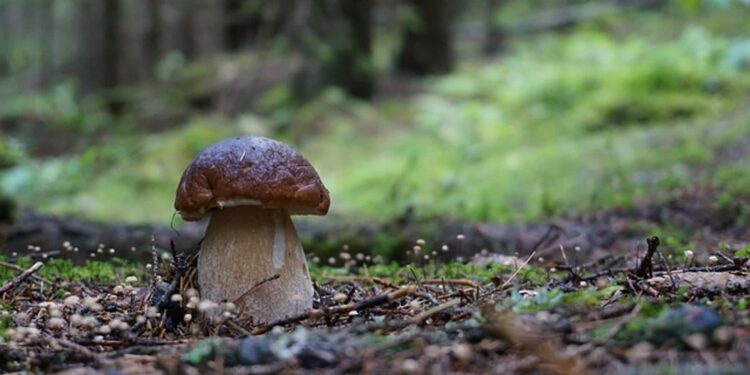 Klimontów: Zaginiony grzybiarz odnaleziony